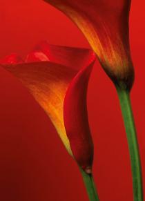 Red Calla Lilies 00406