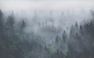Лес в тумане 8453-М